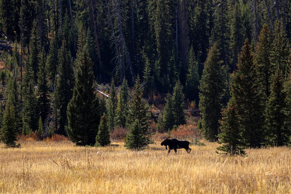 Bull moose on the Pebble Creek Trail (3)