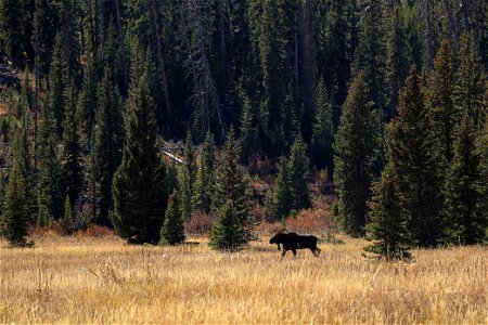 Bull moose on the Pebble Creek Trail (3) photo