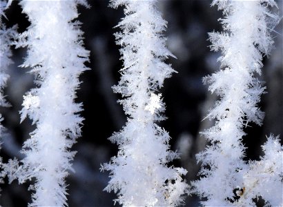 Hoar frost on Wyoming Big Sagebrush photo