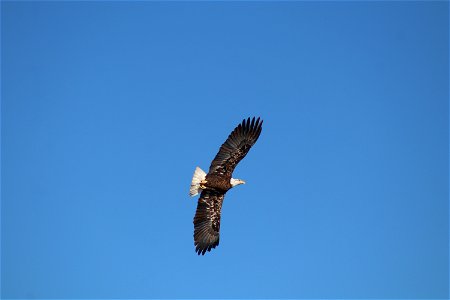 American Bald Eagle on Karl E. Mundt National Wildlife Refuge in South Dakota. photo