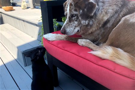 Cat Courting Dog Act 1 of 4 photo