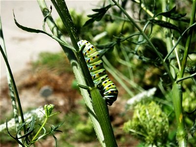 Black Swallowtail Caterpillar photo