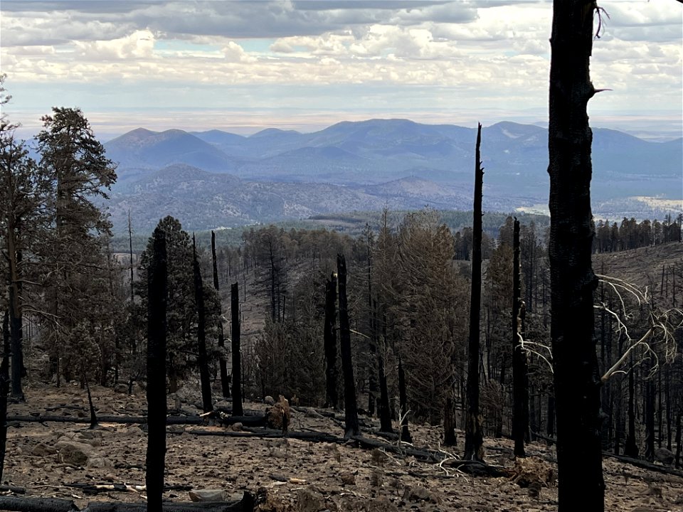 Low Burn Severity above Waterline Road