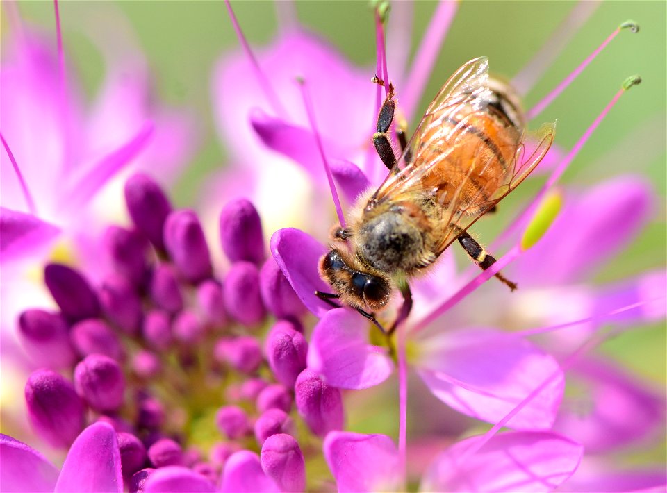 Western honeybee on Rocky Mountain beeplant