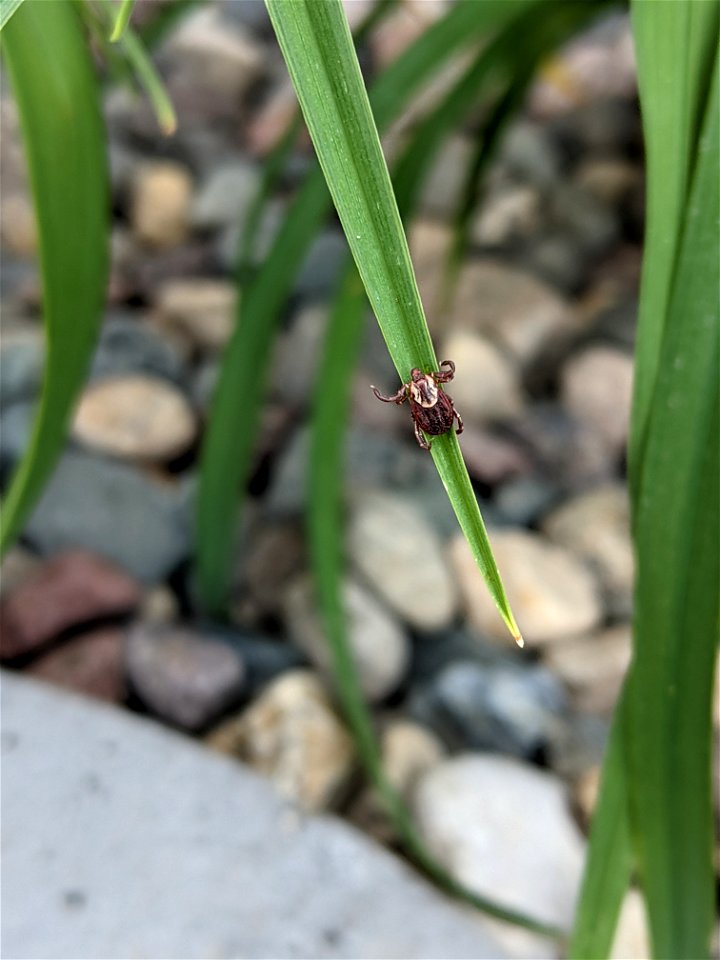 Female American dog tick