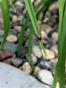 Female American dog tick photo