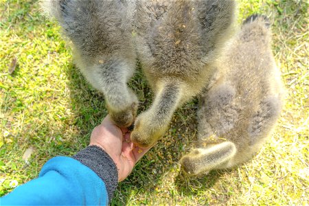Feeding the Canada goose goslings.