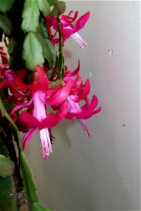 Christmas_cacti_2023_0217_105754