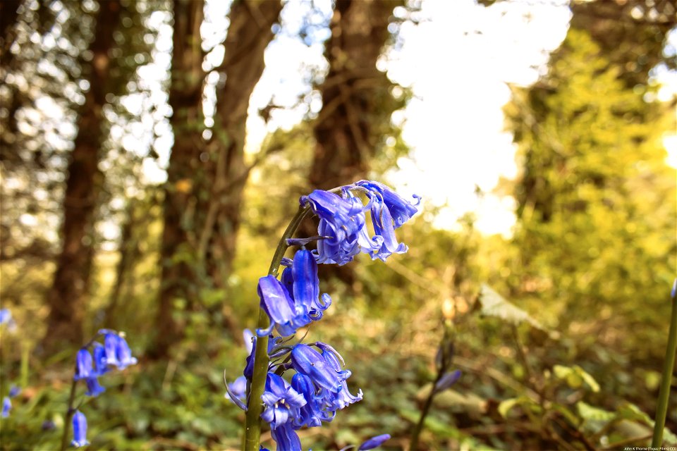 Bluebells