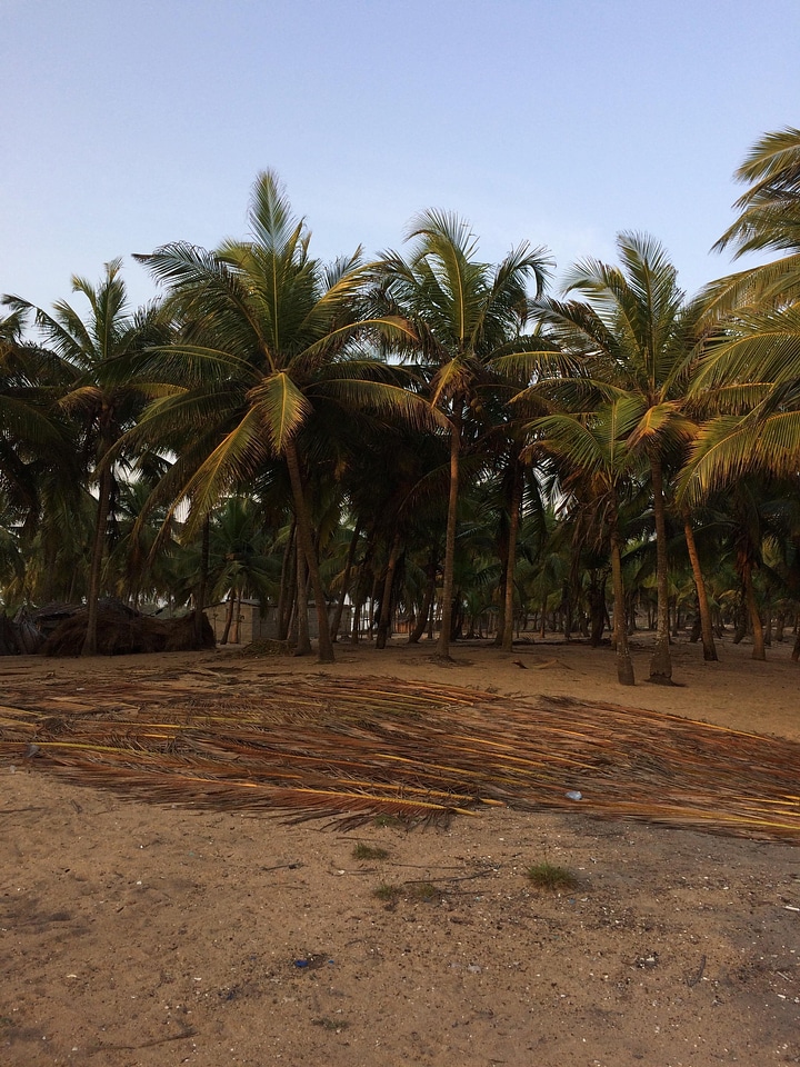 Landscape beach coconut trees