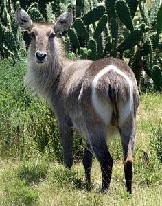 Nature mammal animal