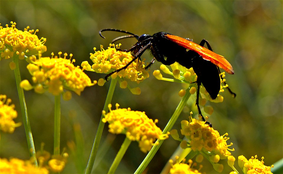 Surprisingly clumsy insect