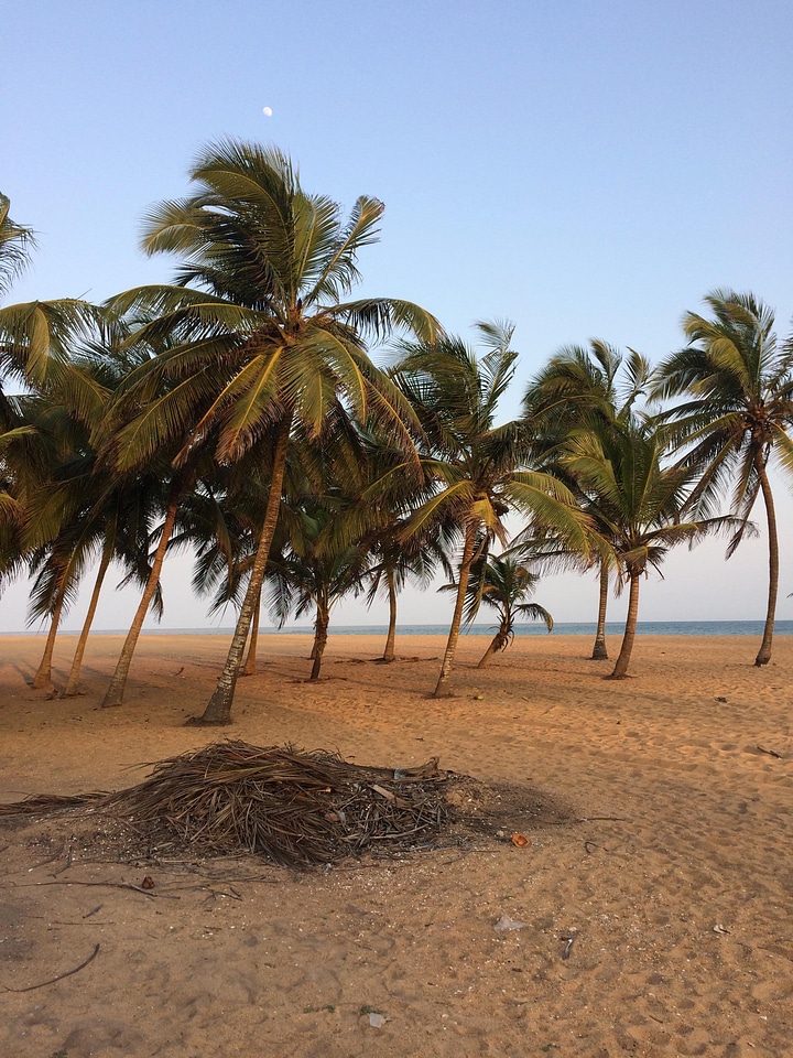 Landscape beach coconuts trees