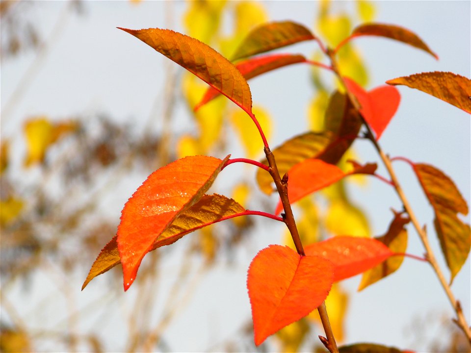 toamna2009_1127_091229
