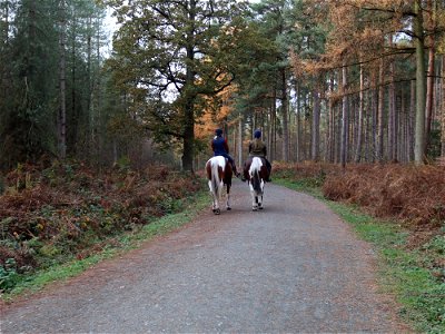 Delamere Forest Horsewomen. photo