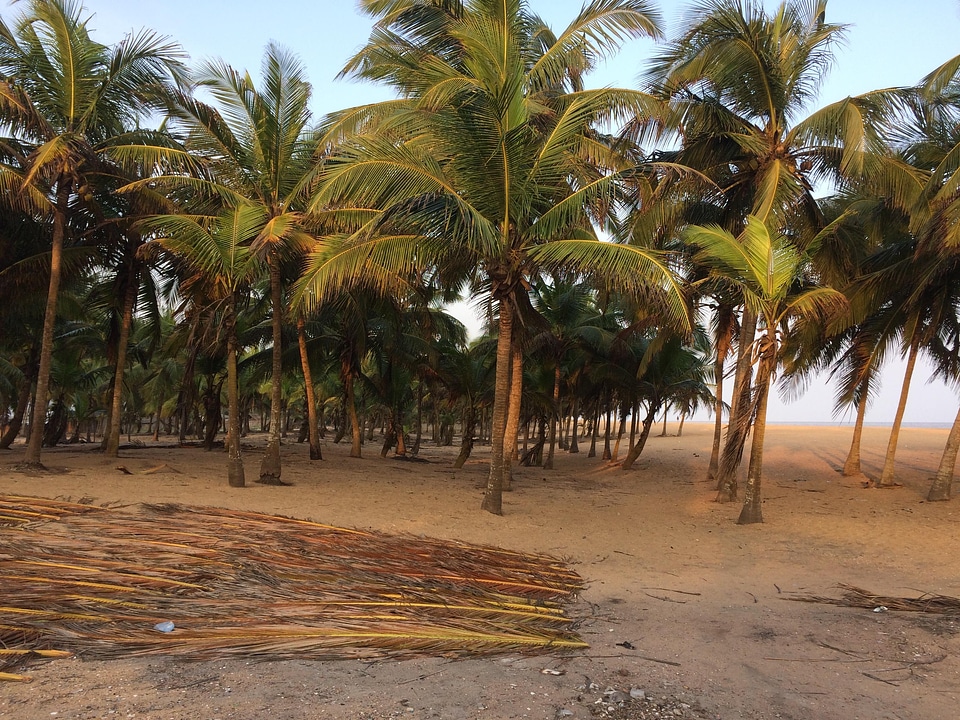 Landscape beach coconut trees