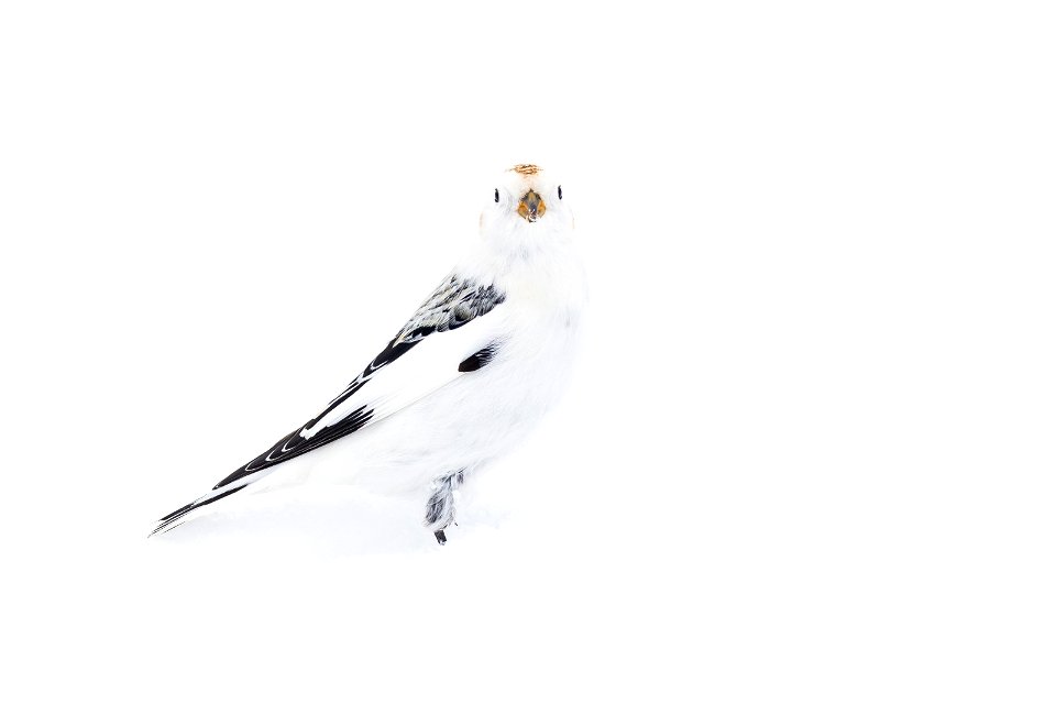 Snow bunting in the snow