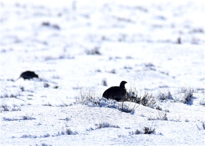 Greater sage-grouse on Seedskadee National Wildlife Refuge photo