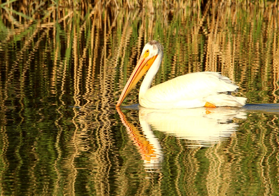 American White Pelican Bear River MBR
