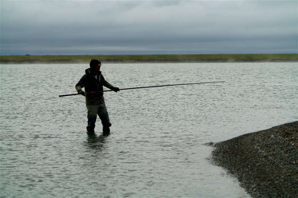 Catching a Common Eider