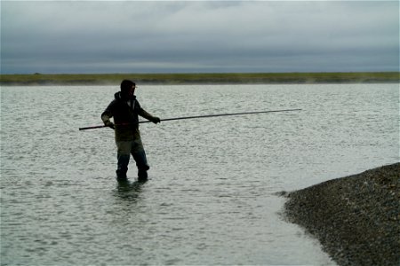 Catching a Common Eider photo