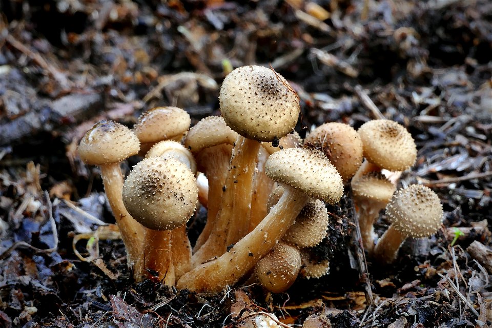 Pholiota squarrosa.
