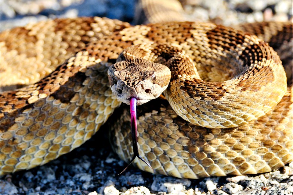 Carrizo Plain NM Rattlesnake