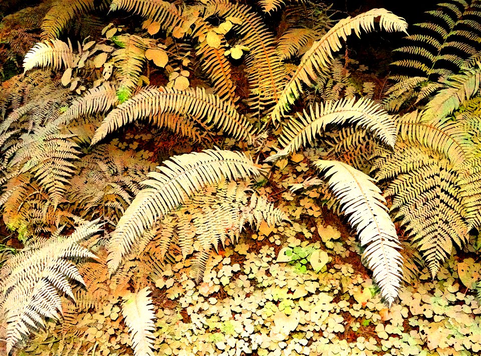 PHOTOSHOP WATERCOLOR STUDIES - Dust on roadside plants, del norte co, ca -06