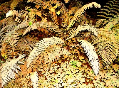 PHOTOSHOP WATERCOLOR STUDIES - Dust on roadside plants, del norte co, ca -06