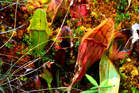 Pitcher Plants are carnivorous and are native to Northern Minnesota. photo