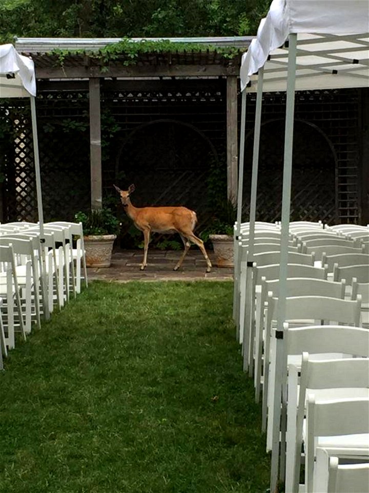 Wedding Crasher at D.C. Booth Historic National Fish Hatchery photo