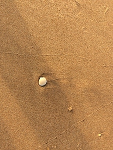 Beach sand shell photo