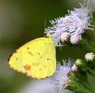 YELLOW, LITTLE (Eurema lisa) (02-24-2023) the butterfly center, hidalgo co, tx -01