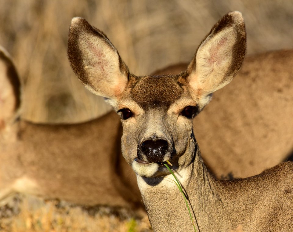 Mule deer at Seedskadee National Wildlife Refuge