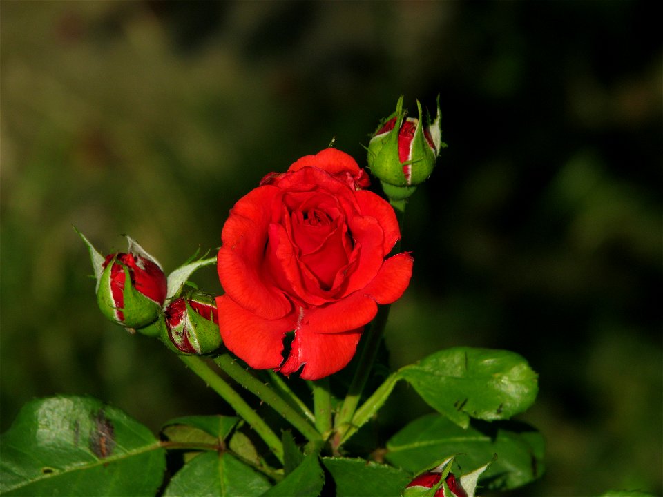 trandaf2009_0623_171232