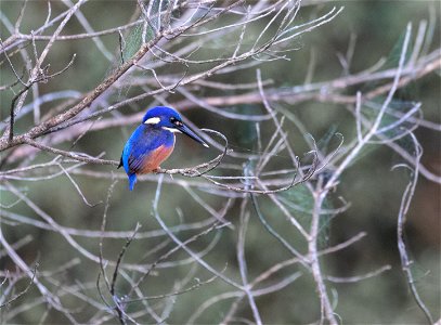 Azure kingfisher photo