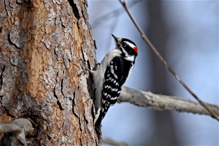 Downy woodpecker perched on a tree photo