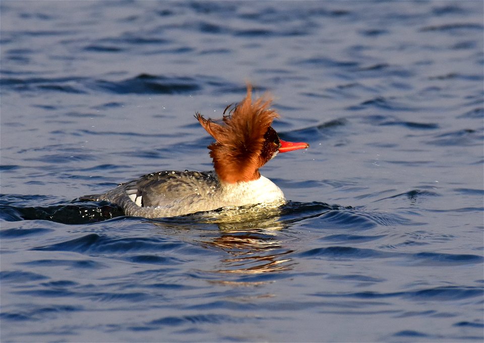 Common merganser at Seedskadee National Wildlife Refuge