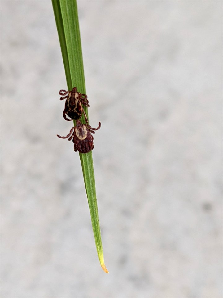 Male and female American dog tick