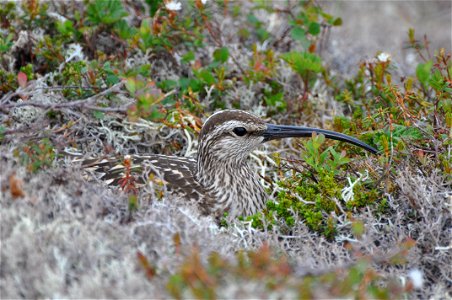 Bristle-thighed Curlew on nest photo