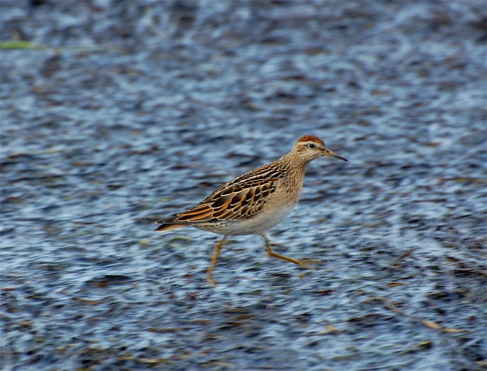 Juvenile Sharp-tailed Sandpiper