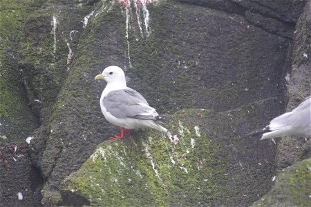 Red Legged Kitiwake photo