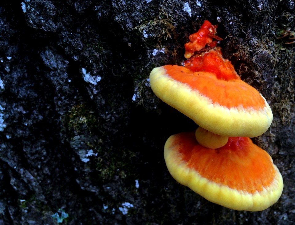Chicken of the woods fungus