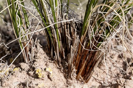 Carex filifolia
