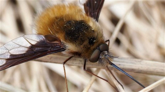 Bombylius major (Großer Wollschweber) - Männchen im Altgras