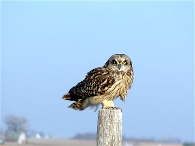 Short-eared Owl at Neal Smith National Wildlife Refuge photo