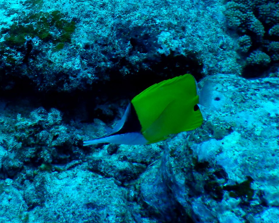 Forcipiger longirostris 3