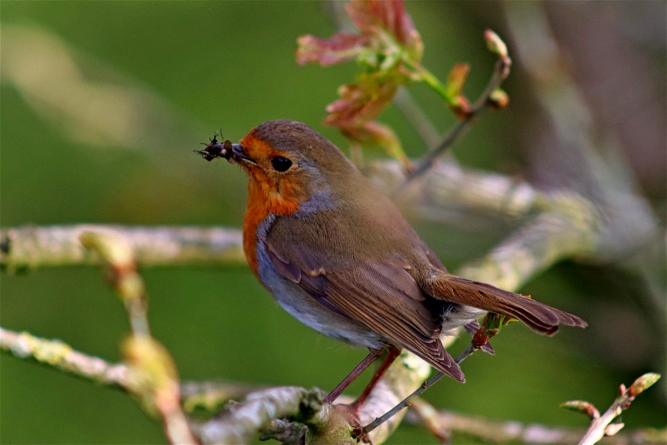 "Can't talk. Got a mouthful of flies" photo