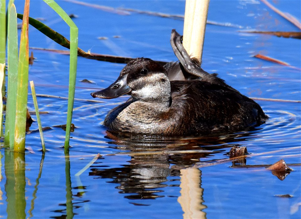 Ruddy duck at Seedskadee National Wildlife Refuge