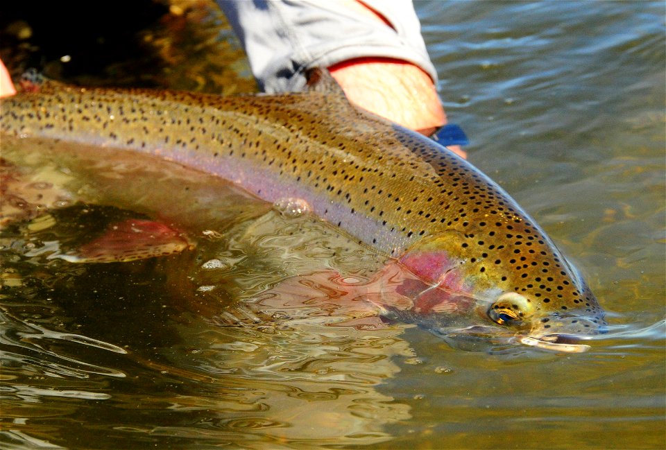 Rainbow trout release photo